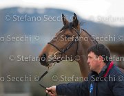 Zingaro Tosc Tour2013- S5 1601 : Arezzo, Cavalli d'Italia, Toscana Tour 2013, Zingaro, foto di Stefano Secchi ©